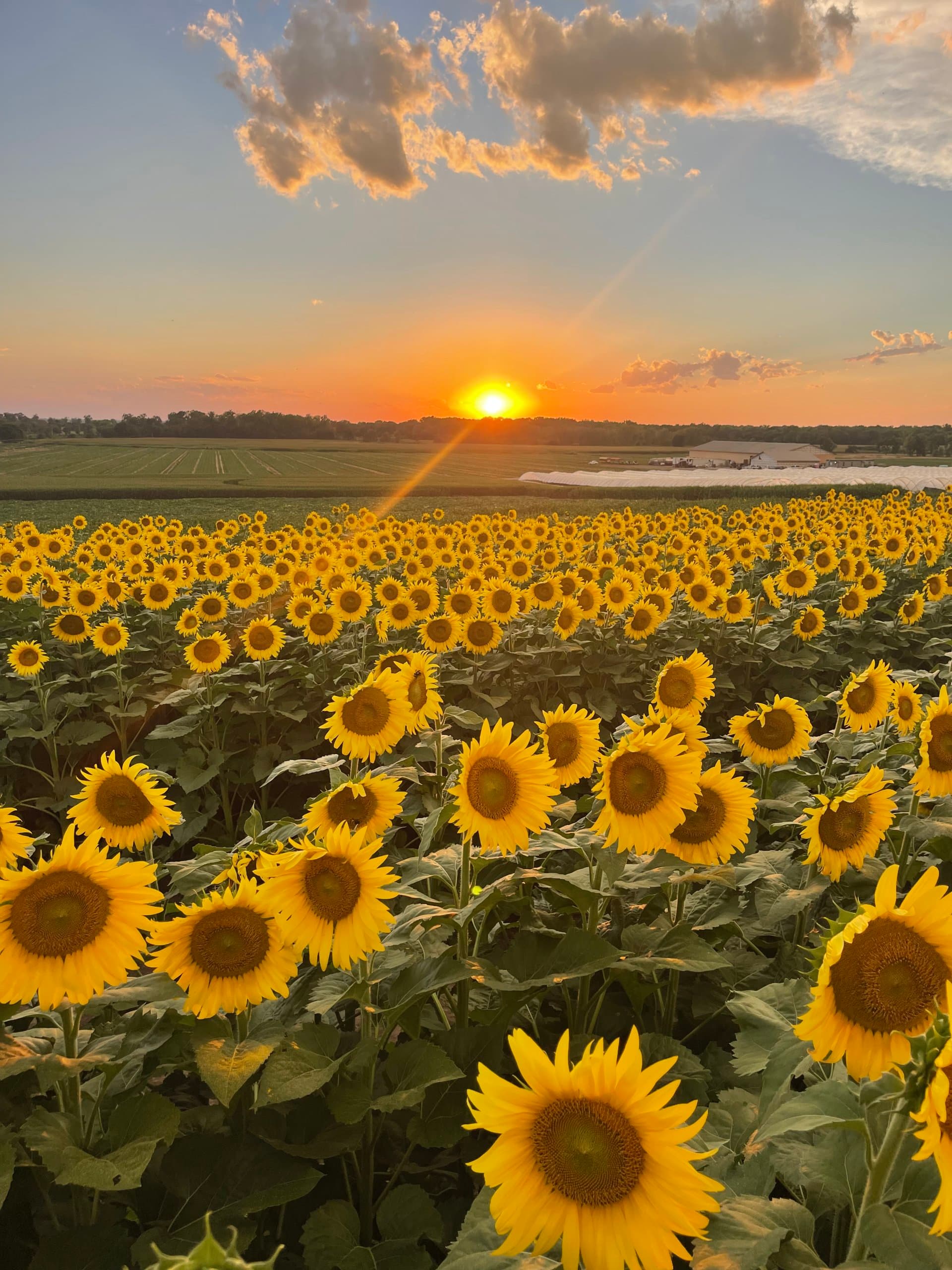 Sunflower Festival