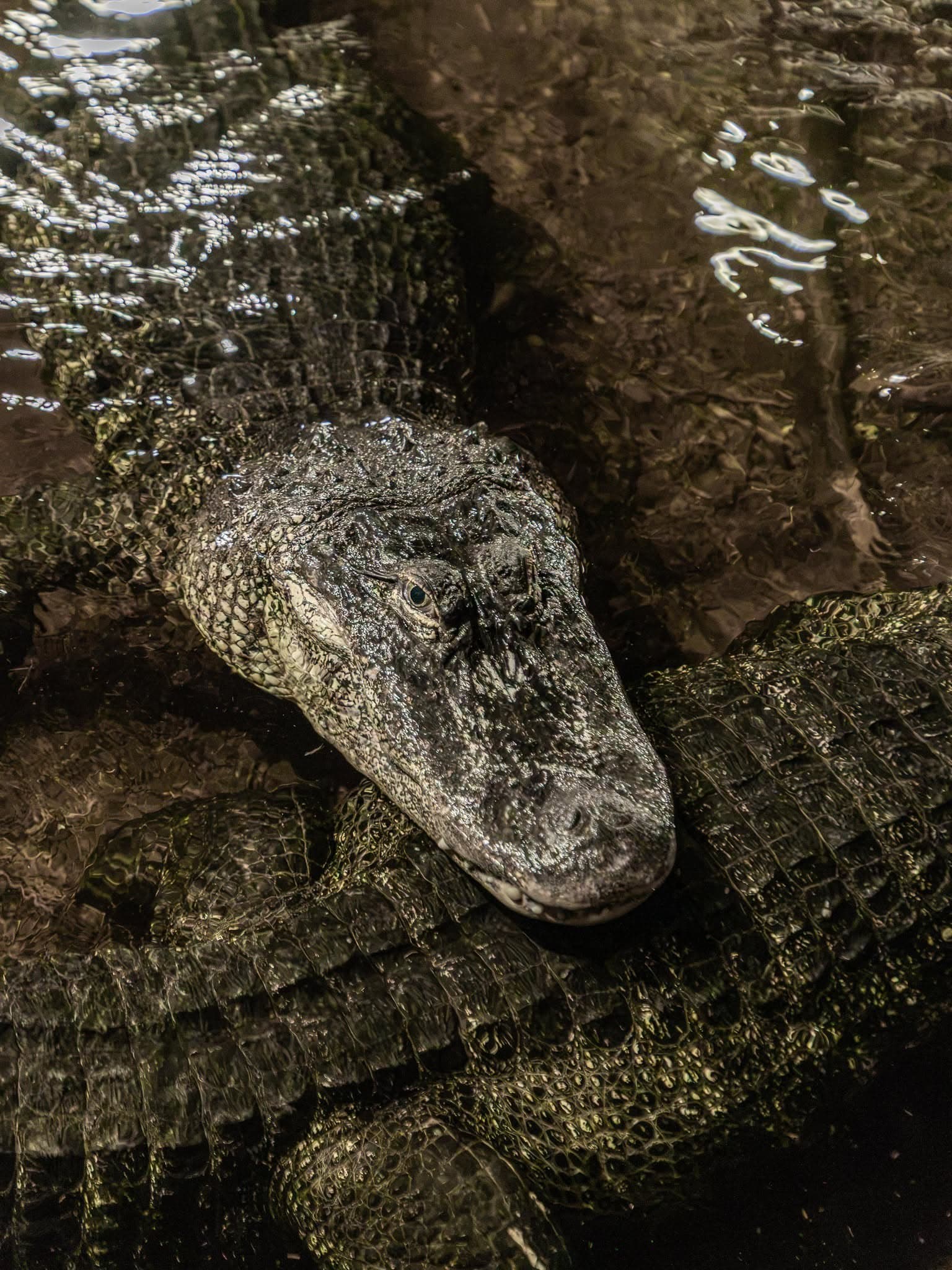Croctoberfest