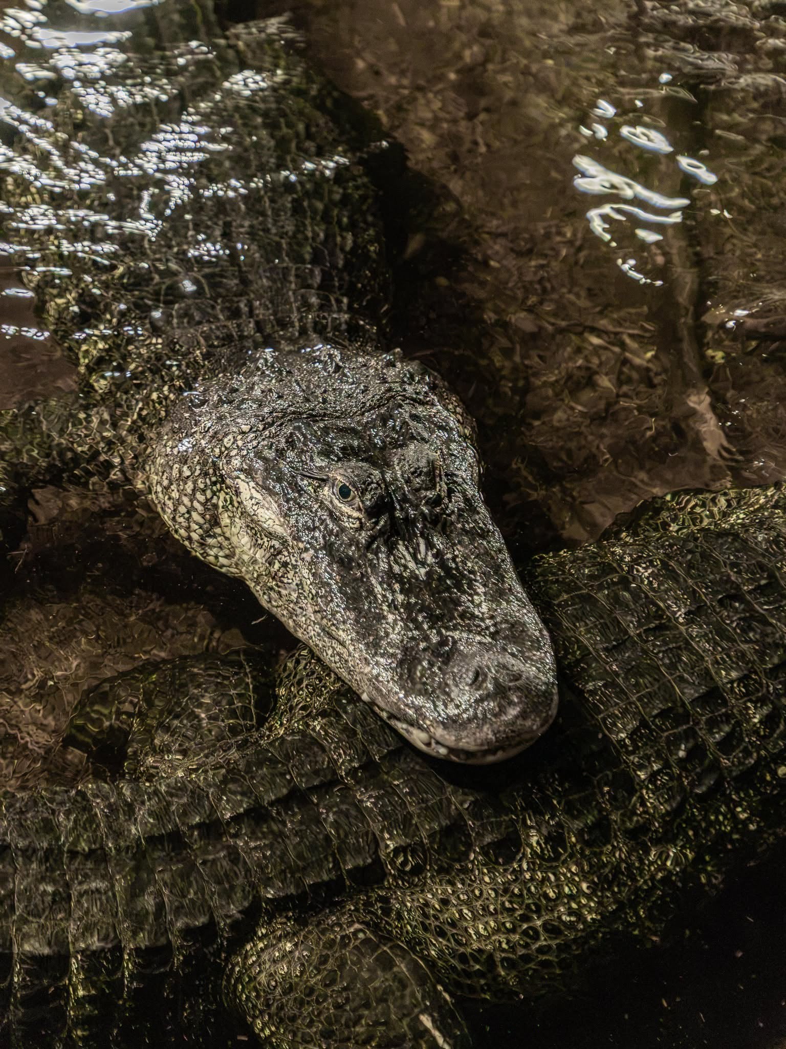 Croctoberfest