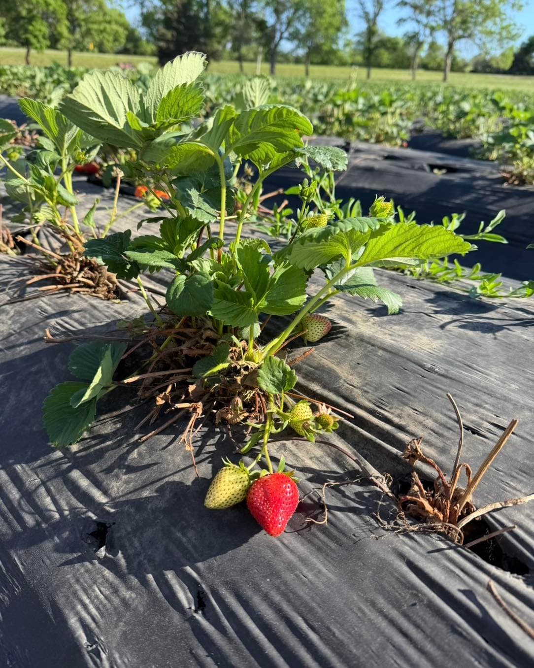 Strawberry Festival at Nelson Produce Farm